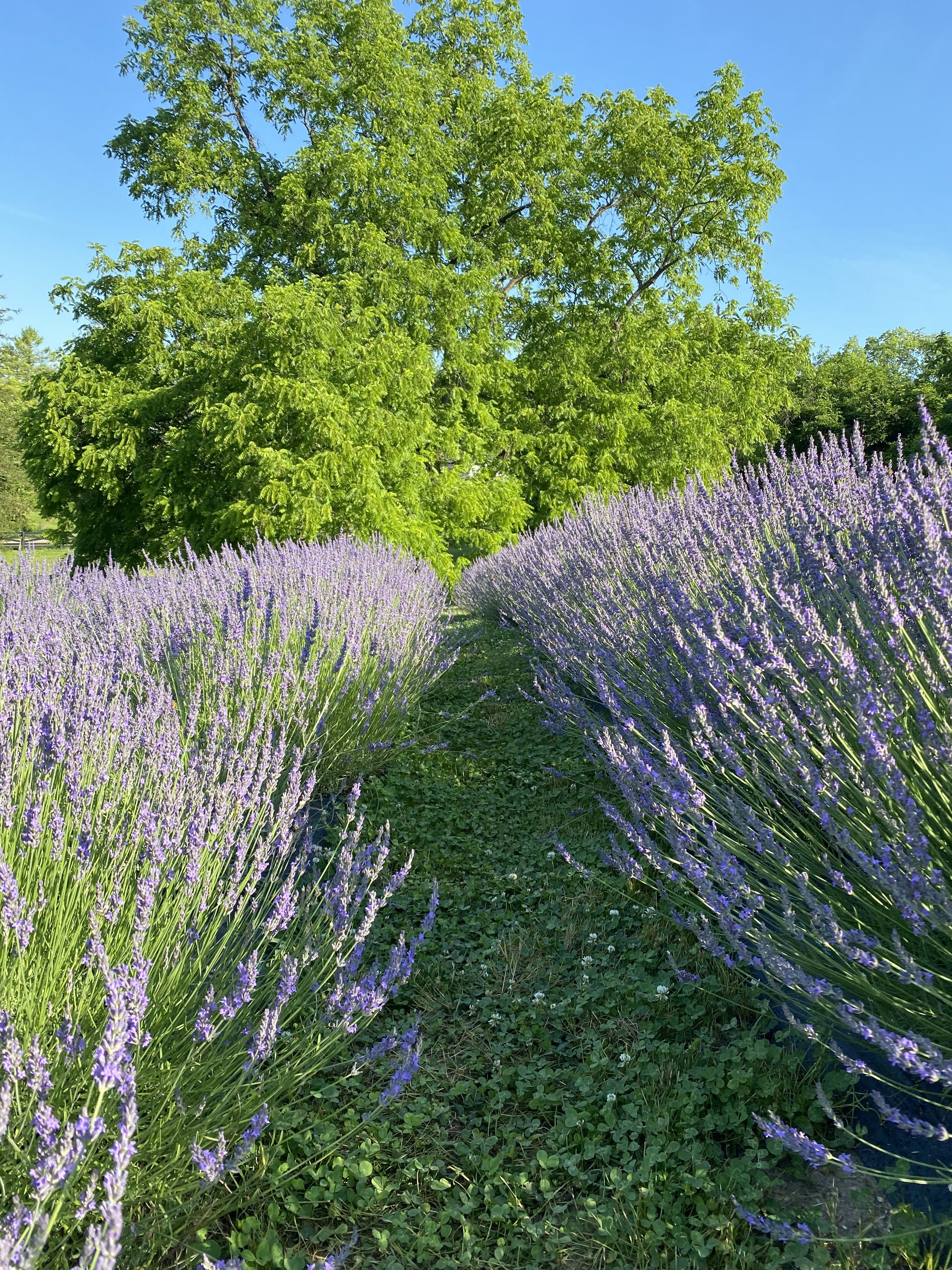 You Pick Lavender Events — Cedar Ridge Trails